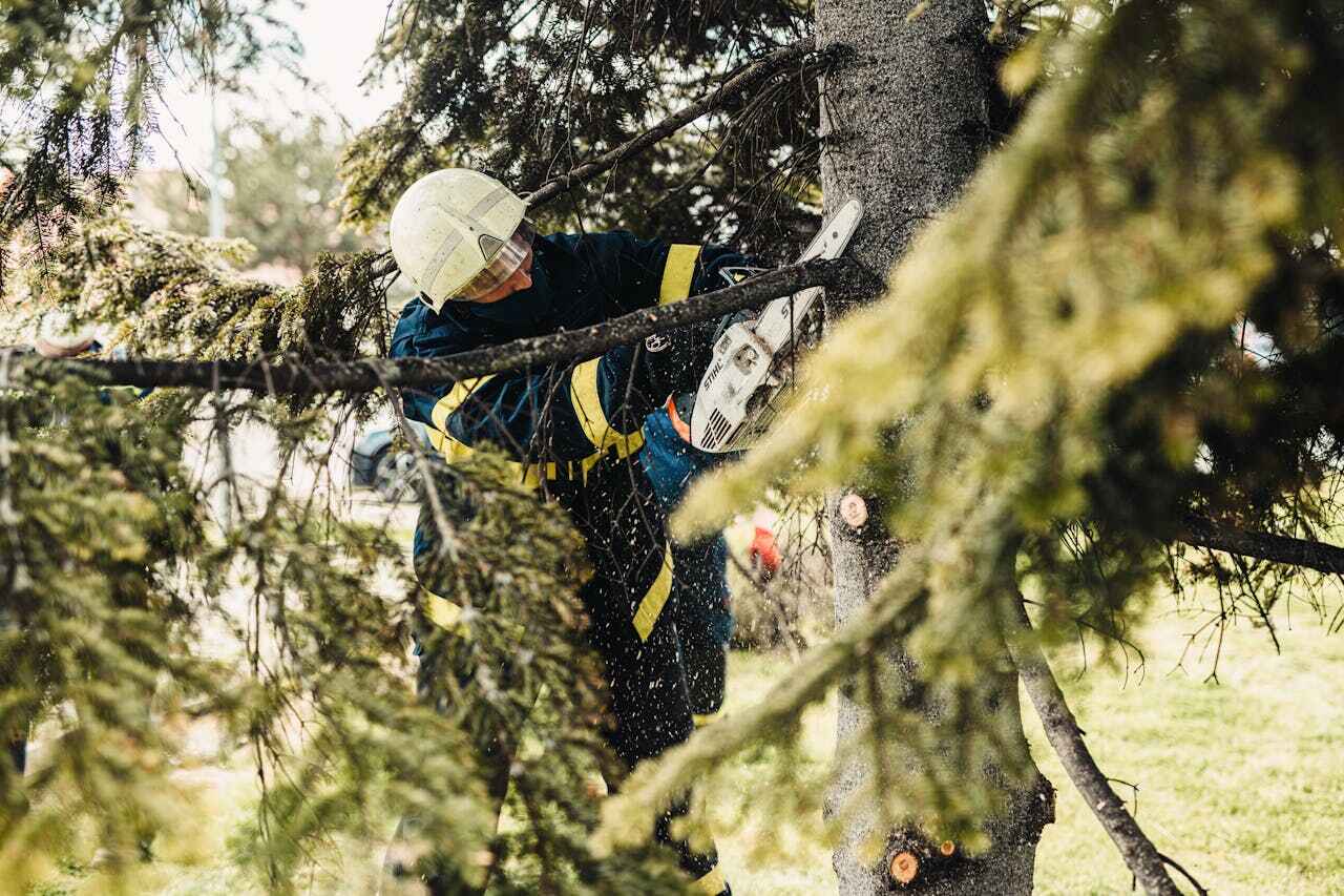 Professional Tree Service in West Fargo, ND